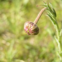 Brachyscome diversifolia var. diversifolia at Yass River, NSW - 13 Oct 2021