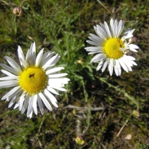 Brachyscome diversifolia var. diversifolia at Yass River, NSW - 13 Oct 2021