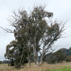 Eucalyptus rossii (Inland Scribbly Gum) at Throsby, ACT - 13 Oct 2021 by jb2602