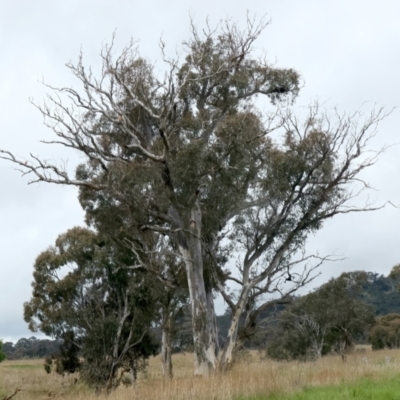 Eucalyptus rossii (Inland Scribbly Gum) at Throsby, ACT - 13 Oct 2021 by jb2602