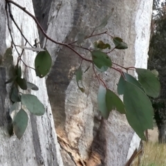 Eucalyptus rossii at Goorooyarroo NR (ACT) - 13 Oct 2021