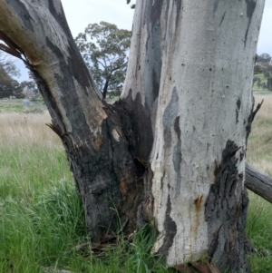 Eucalyptus rossii at Goorooyarroo NR (ACT) - 13 Oct 2021 03:49 PM