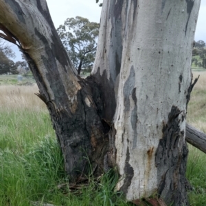 Eucalyptus rossii at Throsby, ACT - 13 Oct 2021