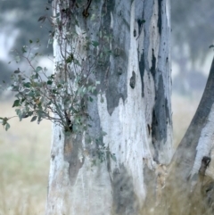 Eucalyptus rossii at Goorooyarroo NR (ACT) - 13 Oct 2021 03:49 PM