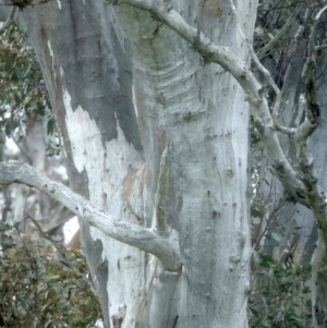 Eucalyptus rossii at Goorooyarroo NR (ACT) - 13 Oct 2021 03:49 PM