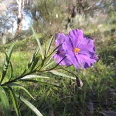 Solanum linearifolium (Kangaroo Apple) at Theodore, ACT - 22 Sep 2021 by MichaelBedingfield