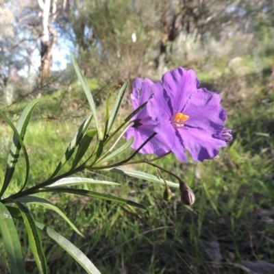 Solanum linearifolium (Kangaroo Apple) at Theodore, ACT - 22 Sep 2021 by MichaelBedingfield