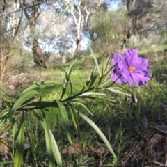 Solanum linearifolium at Theodore, ACT - 22 Sep 2021