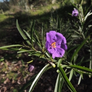 Solanum linearifolium at Theodore, ACT - 22 Sep 2021 03:59 PM