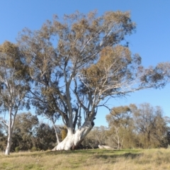 Eucalyptus rossii (Inland Scribbly Gum) at Tuggeranong Hill - 22 Sep 2021 by michaelb