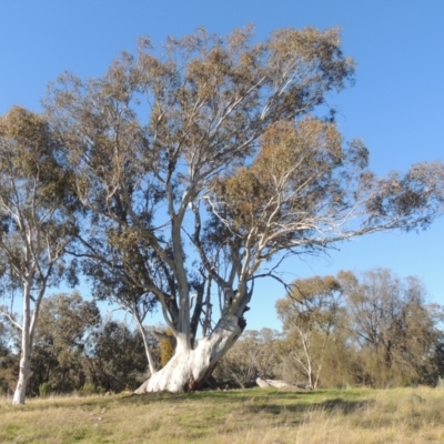 Eucalyptus rossii (Inland Scribbly Gum) at Theodore, ACT - 22 Sep 2021 by MichaelBedingfield