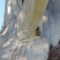 Eucalyptus rossii at Tuggeranong Hill - 22 Sep 2021 04:09 PM