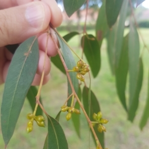 Eucalyptus bridgesiana at Ainslie, ACT - 16 Oct 2021