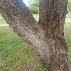 Eucalyptus bridgesiana at Ainslie, ACT - 16 Oct 2021