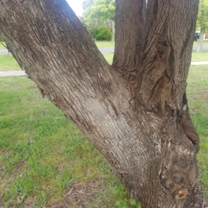 Eucalyptus bridgesiana at Ainslie, ACT - 16 Oct 2021