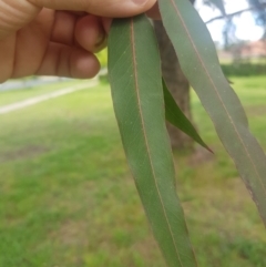 Eucalyptus bridgesiana at Ainslie, ACT - 16 Oct 2021