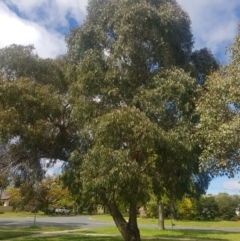 Eucalyptus bridgesiana at Ainslie, ACT - 16 Oct 2021