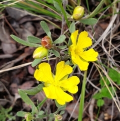 Hibbertia obtusifolia (Grey Guinea-flower) at Cook, ACT - 15 Oct 2021 by drakes