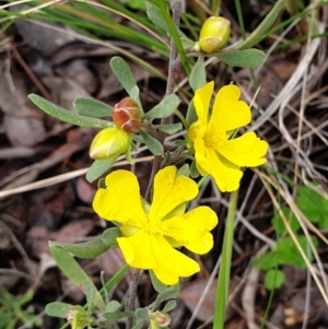 Hibbertia obtusifolia at Cook, ACT - 15 Oct 2021