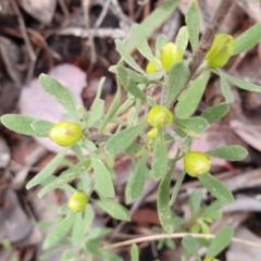 Hibbertia obtusifolia at Cook, ACT - 15 Oct 2021