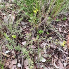 Hibbertia obtusifolia at Cook, ACT - 15 Oct 2021 10:11 AM