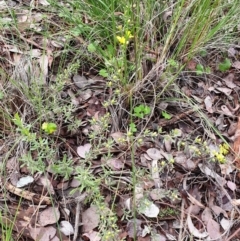 Hibbertia obtusifolia at Cook, ACT - 15 Oct 2021