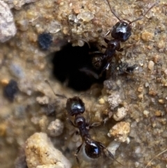 Pheidole sp. (genus) (Seed-harvesting ant) at QPRC LGA - 16 Oct 2021 by Steve_Bok