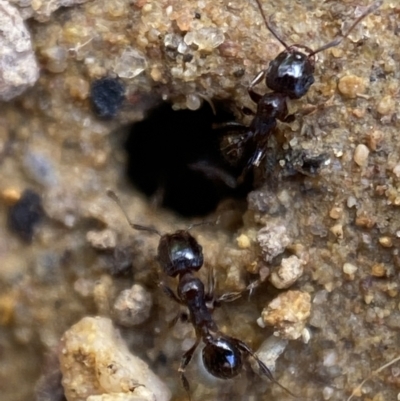 Pheidole sp. (genus) (Seed-harvesting ant) at Jerrabomberra, NSW - 16 Oct 2021 by SteveBorkowskis