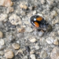 Diomus notescens (Little two-spotted ladybird) at Jerrabomberra, NSW - 16 Oct 2021 by SteveBorkowskis