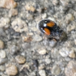 Diomus notescens at Jerrabomberra, NSW - 16 Oct 2021