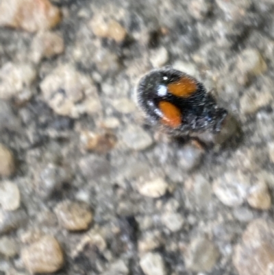 Diomus notescens (Little two-spotted ladybird) at Jerrabomberra, NSW - 16 Oct 2021 by SteveBorkowskis