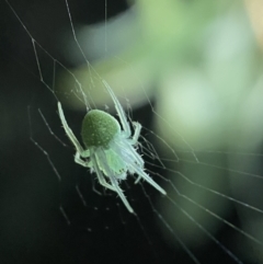 Araneus circulissparsus (species group) (Speckled Orb-weaver) at QPRC LGA - 15 Oct 2021 by Steve_Bok