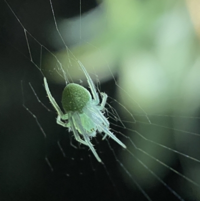 Araneus circulissparsus (species group) (Speckled Orb-weaver) at Jerrabomberra, NSW - 15 Oct 2021 by SteveBorkowskis