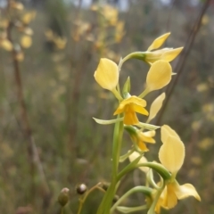 Diuris pardina (Leopard Doubletail) at Sutton, NSW - 17 Oct 2021 by mlech