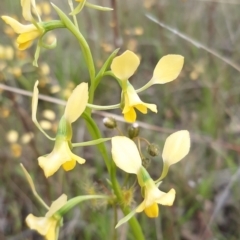 Diuris pardina at Sutton, NSW - 17 Oct 2021