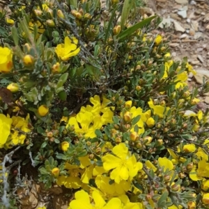 Hibbertia obtusifolia at Quidong, NSW - 16 Nov 2020