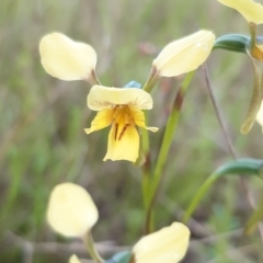 Diuris sp. (hybrid) (Hybrid Donkey Orchid) at Sutton, NSW - 16 Oct 2021 by mlech