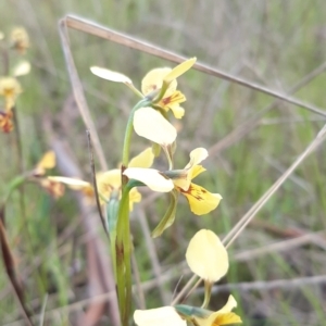 Diuris sp. (hybrid) at Sutton, NSW - 16 Oct 2021