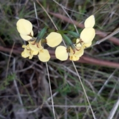 Diuris sp. (hybrid) at Sutton, NSW - 16 Oct 2021