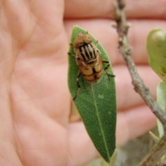 Eristalinus punctulatus (Golden Native Drone Fly) at Quidong, NSW - 14 Dec 2016 by wheeleh