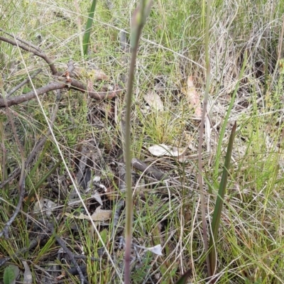 Thelymitra sp. (A Sun Orchid) at Sutton, NSW - 15 Oct 2021 by mlech