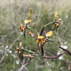 Diuris pardina (Leopard Doubletail) at Mount Taylor - 15 Oct 2021 by pamcooke