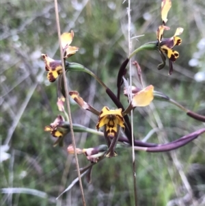 Diuris pardina at Kambah, ACT - 16 Oct 2021