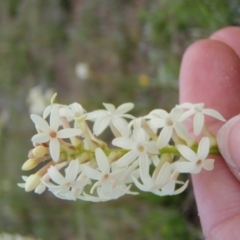 Stackhousia monogyna (Creamy Candles) at Quidong, NSW - 12 Oct 2016 by wheeleh