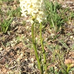 Stackhousia monogyna at Quidong, NSW - 12 Oct 2016 02:48 PM