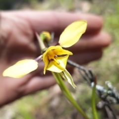 Diuris sp. (hybrid) (Hybrid Donkey Orchid) at Sutton, NSW - 16 Oct 2021 by mlech