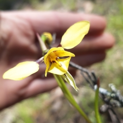 Diuris sp. (hybrid) (Hybrid Donkey Orchid) at Sutton, NSW - 15 Oct 2021 by mlech