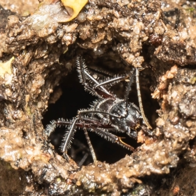 Camponotus intrepidus (Flumed Sugar Ant) at Molonglo Valley, ACT - 14 Oct 2021 by Roger