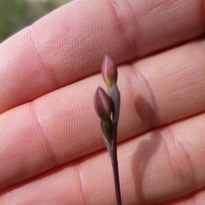 Thelymitra sp. (A Sun Orchid) at Sutton, NSW - 15 Oct 2021 by mlech