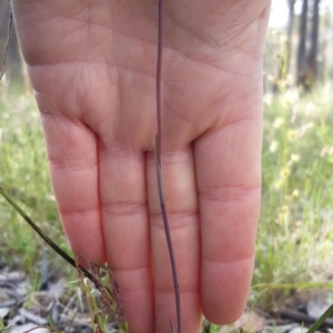 Thelymitra sp. at Sutton, NSW - suppressed